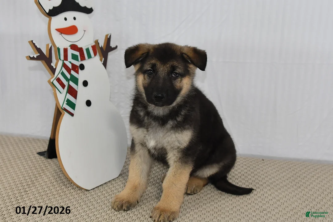 German Shepherd dogs for sale: Spike - Ad 4