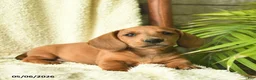 Miniature Dachshund dogs for sale: Koda  - Ad 3