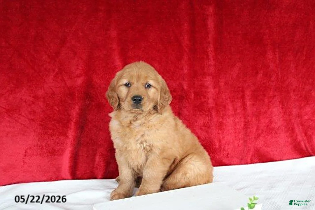Golden Retriever dogs for sale: Robin - Ad 1