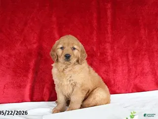 Golden Retriever dogs for sale: Robin - Ad 1