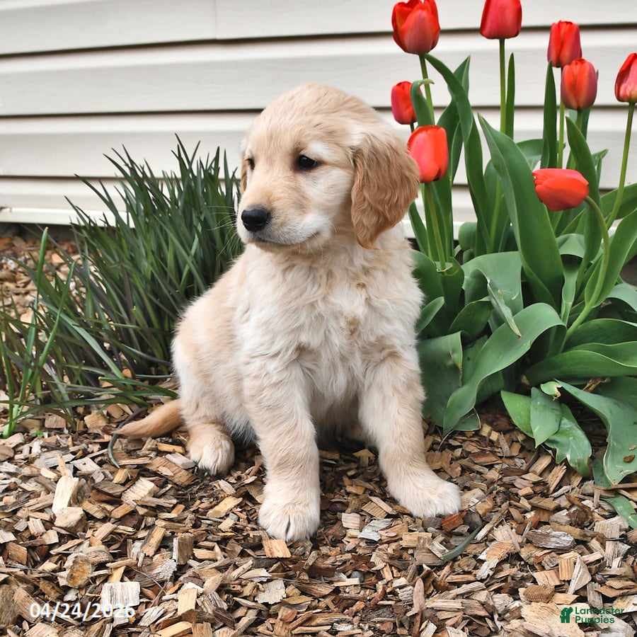 Golden Retriever dogs Marcy - Ad 2