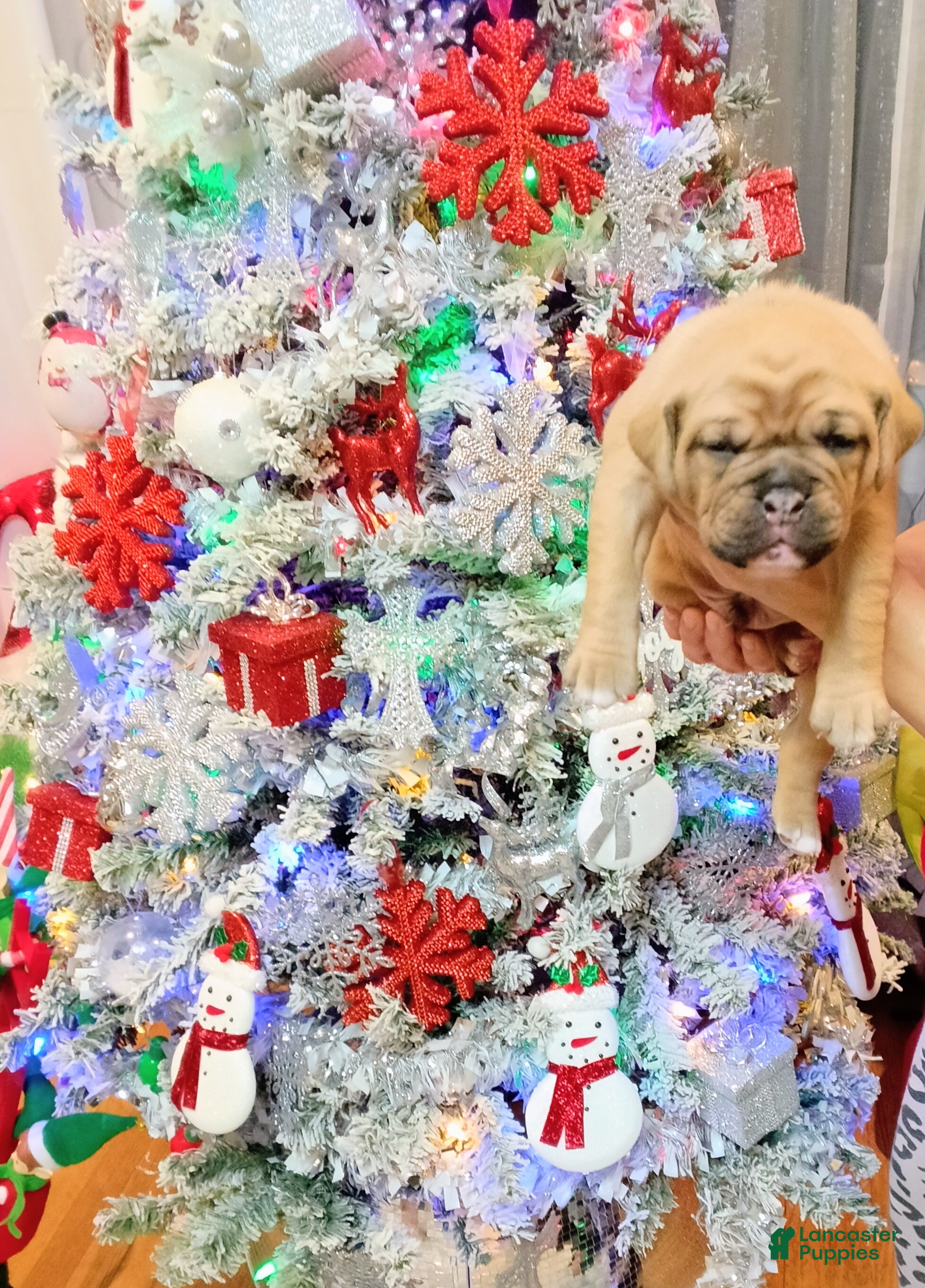 Olde English Bulldogge dogs Olde English Bulldogge Puppy 7 - Ad 20