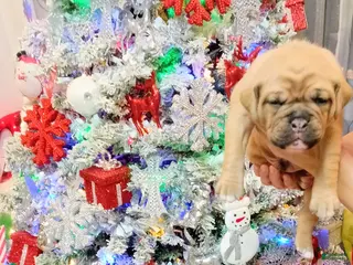 Olde English Bulldogge dogs Olde English Bulldogge Puppy 7 - Ad 20