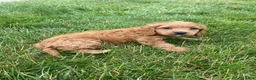 Cockapoo dogs for sale: Ranger - Ad 9