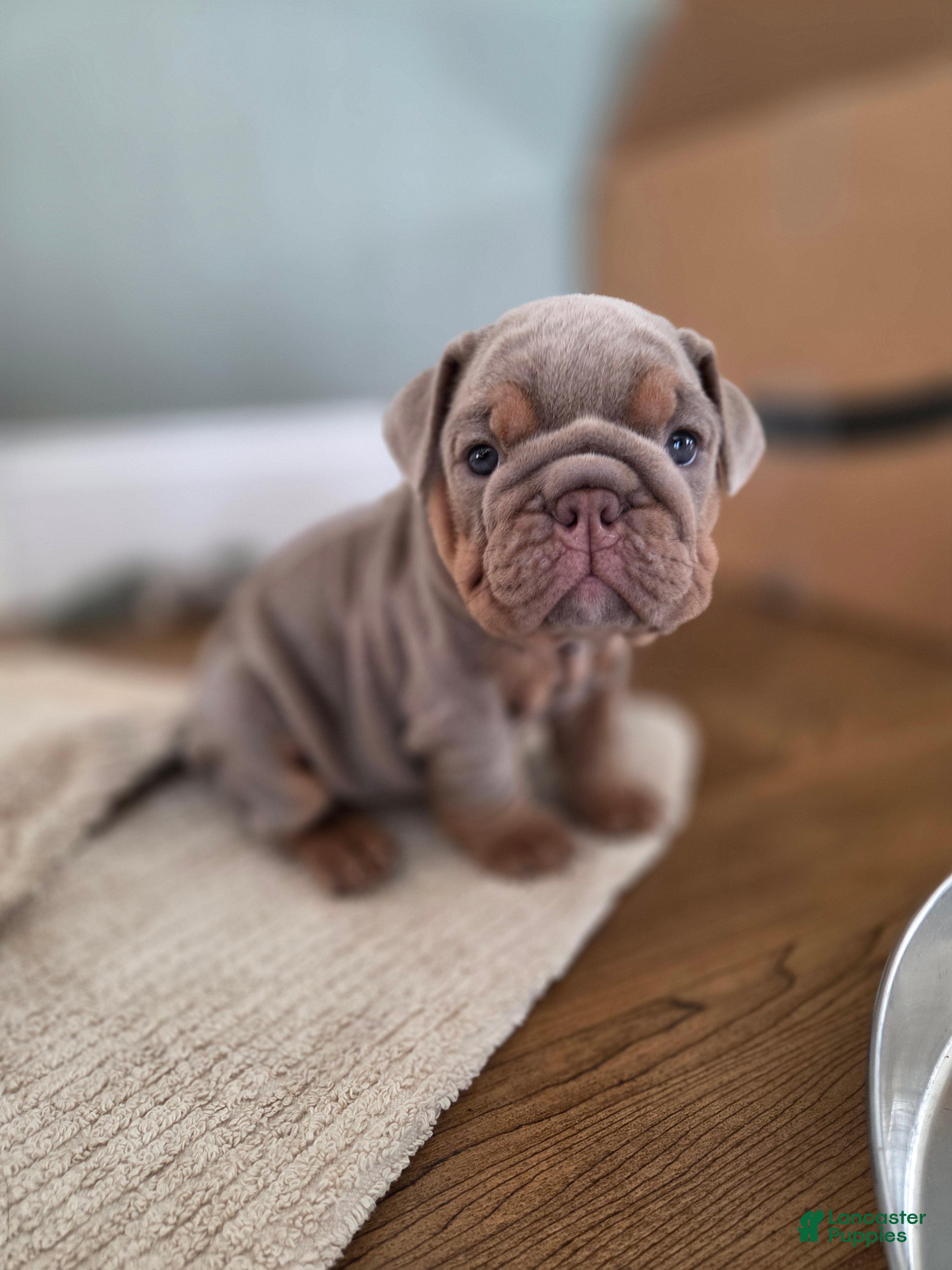 English Bulldog dogs Tatum - Ad 36