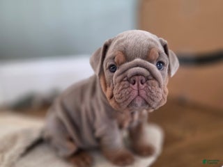 English Bulldog dogs Tatum - Ad 11