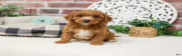 Cavapoo dogs for sale: Illius - Ad 6