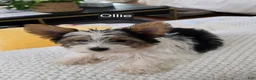 Yorkshire Terrier dogs for sale: Oliver - Ad 3