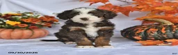Bernedoodle dogs for sale: Conner - Ad 3
