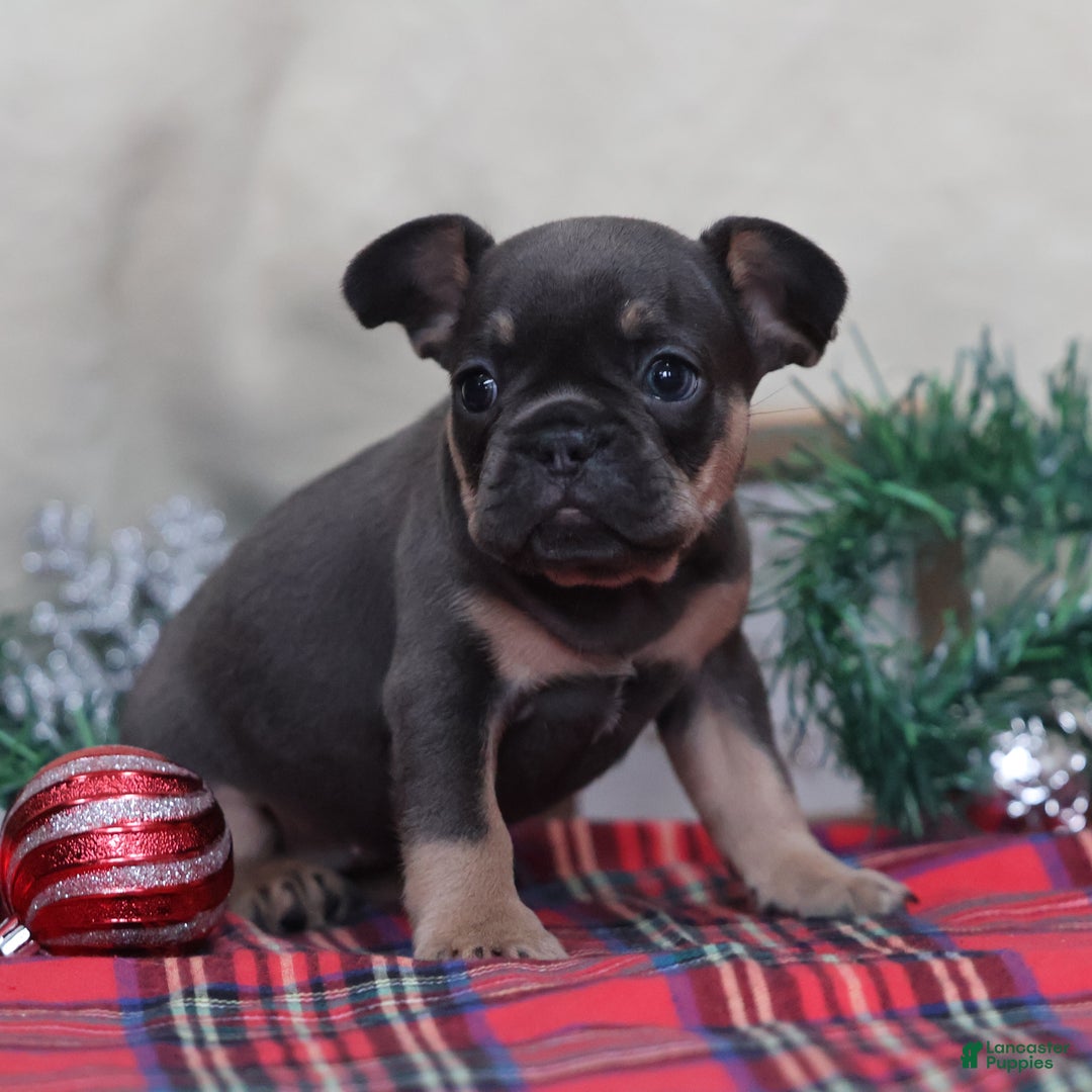 French Bulldog dogs for sale: Ashley  - Ad 7