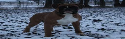 Boxer dogs for sale: Baily - Ad 9
