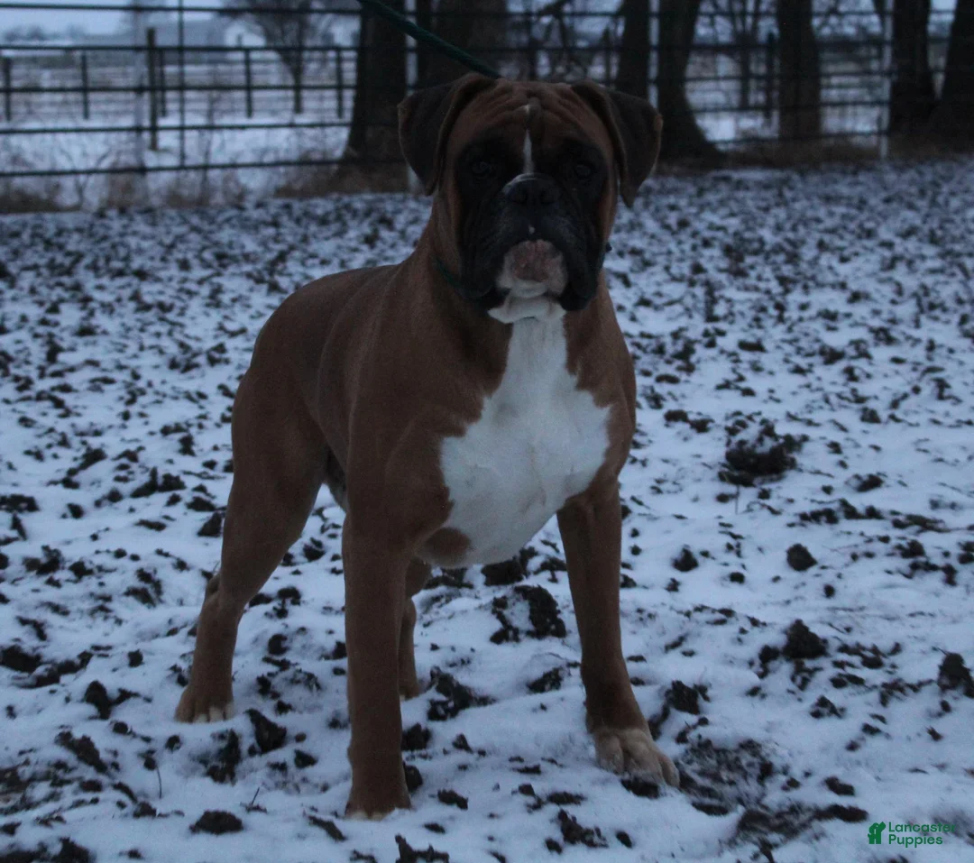 Boxer dogs for sale: Rex - Ad 9