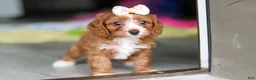 Cavapoo dogs for sale: Dolly - Ad 4