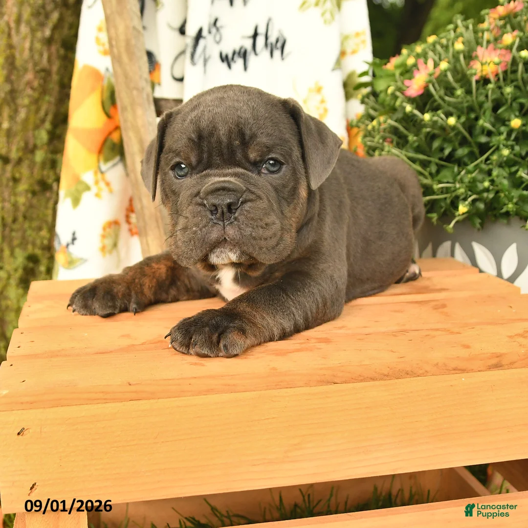 Olde English Bulldogge dogs for sale: Gage - Ad 1