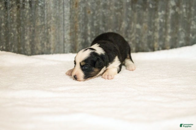 Miniature Australian Shepherd dogs Lasandra Miniature Australian Shepherd Puppy  - Ad 2