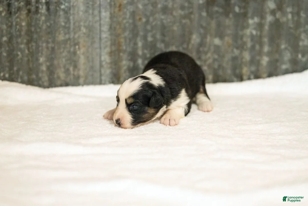 Miniature Australian Shepherd dogs for sale: Lasandra Miniature Australian Shepherd Puppy  - Ad 2