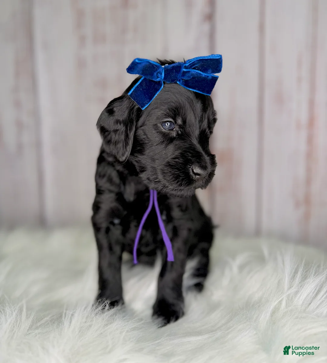 Goldendoodle dogs for sale: Goldendoodle Purple - Ad 2