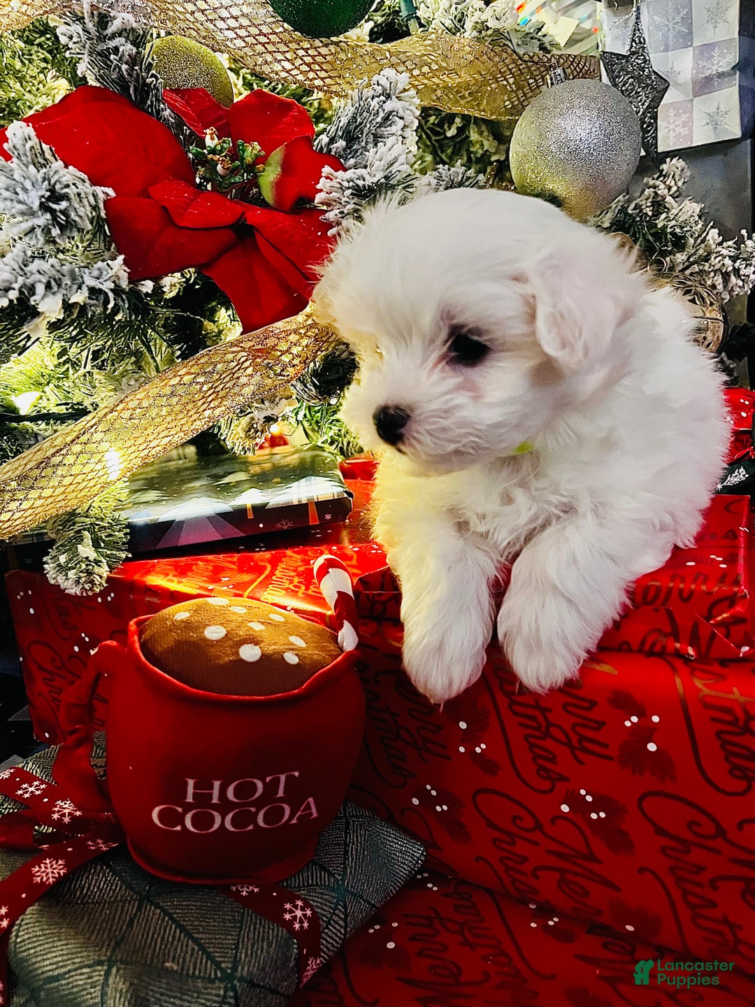 Maltese dogs for sale: Sugar - Ad 3
