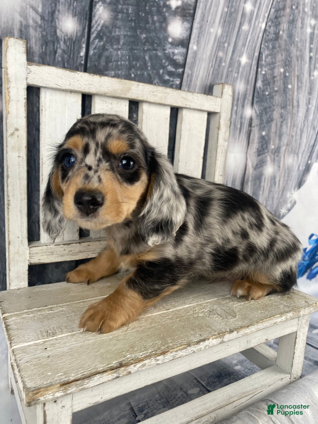 Miniature Dachshund dogs for sale: Max - Ad 1