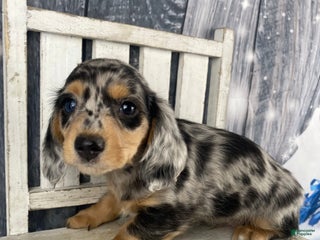 Miniature Dachshund dogs Max - Ad 2