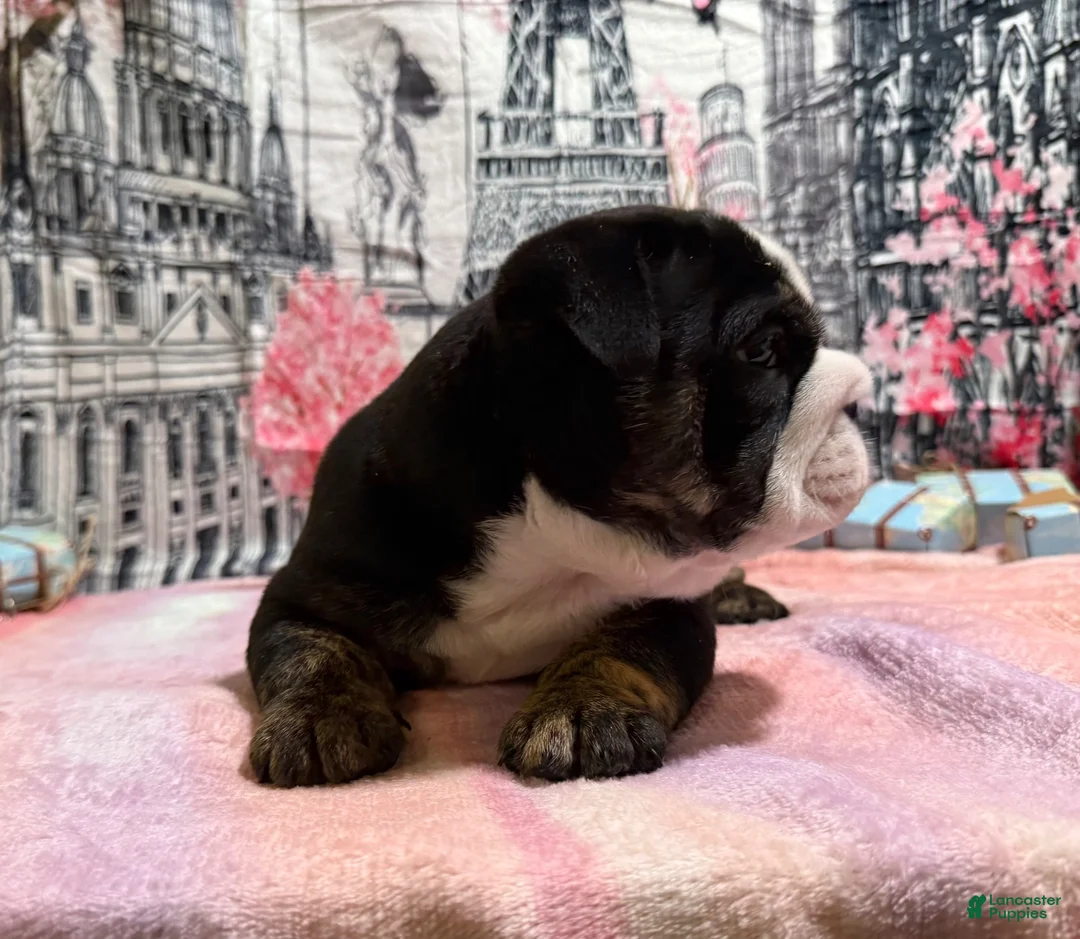 English Bulldog dogs for sale: Rome - Ad 1