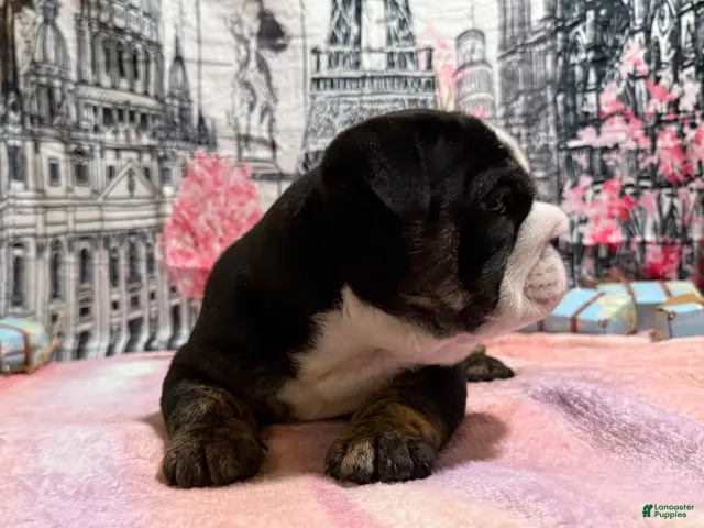 English Bulldog dogs for sale: Rome - Ad 4