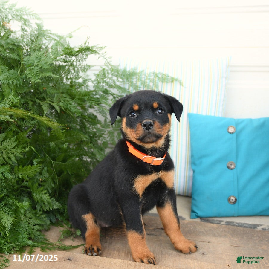 Rottweiler dogs Alexa - Ad 3