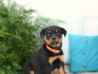 Rottweiler dogs Alexa - Ad 32