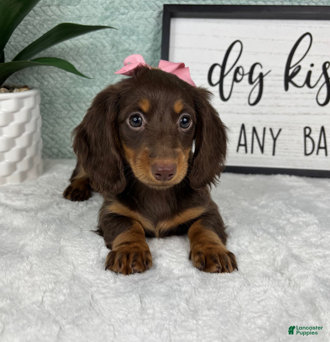 Miniature Dachshund dogs for sale: Demi - Ad 1