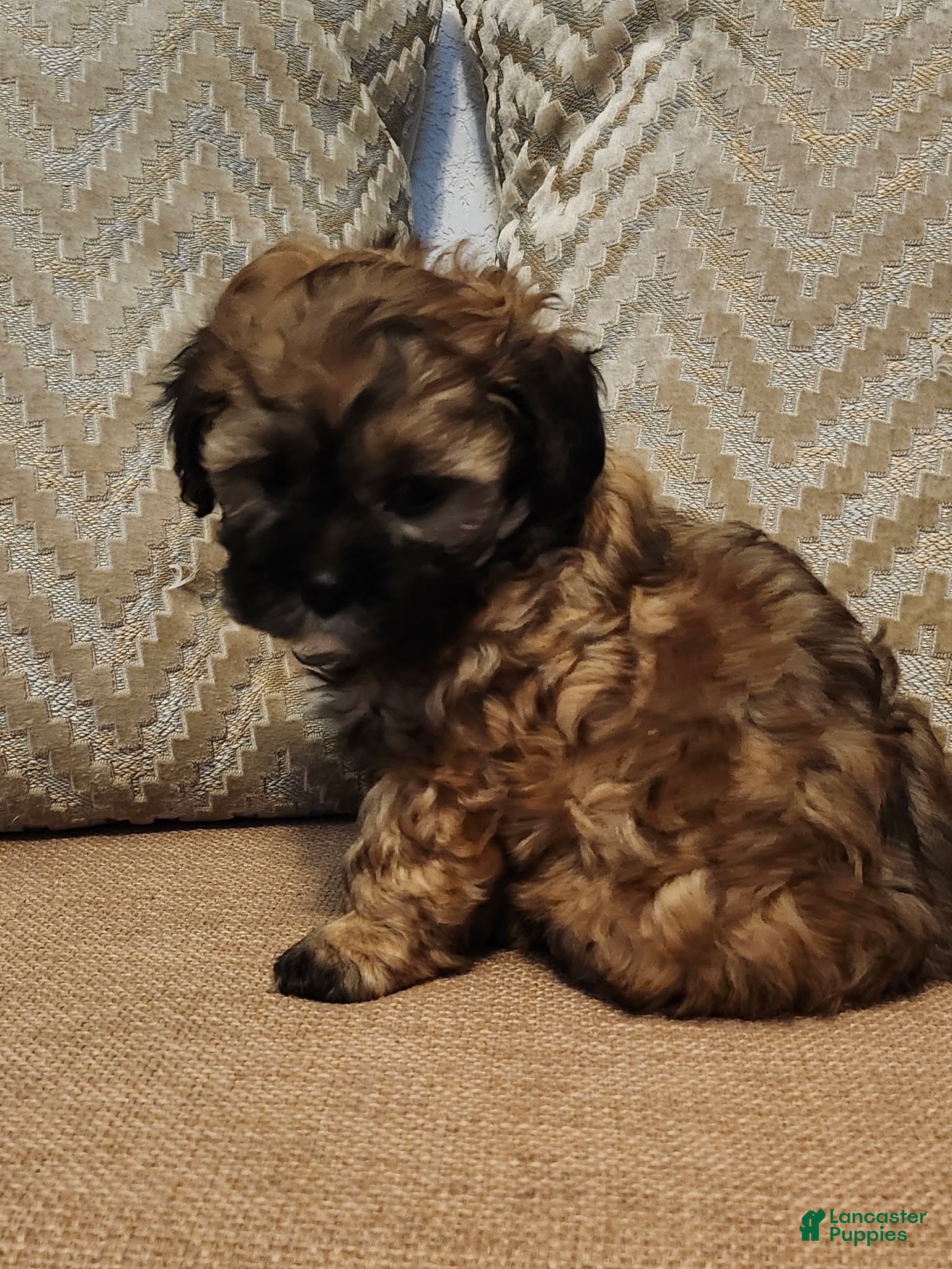 Mixed Breed dogs Mixed Breed 1 - Ad 2