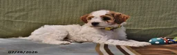 Goldendoodle dogs for sale: Lass   - Ad 14