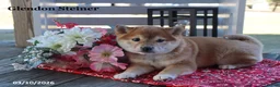 Shiba Inu dogs for sale: Irita - Ad 4