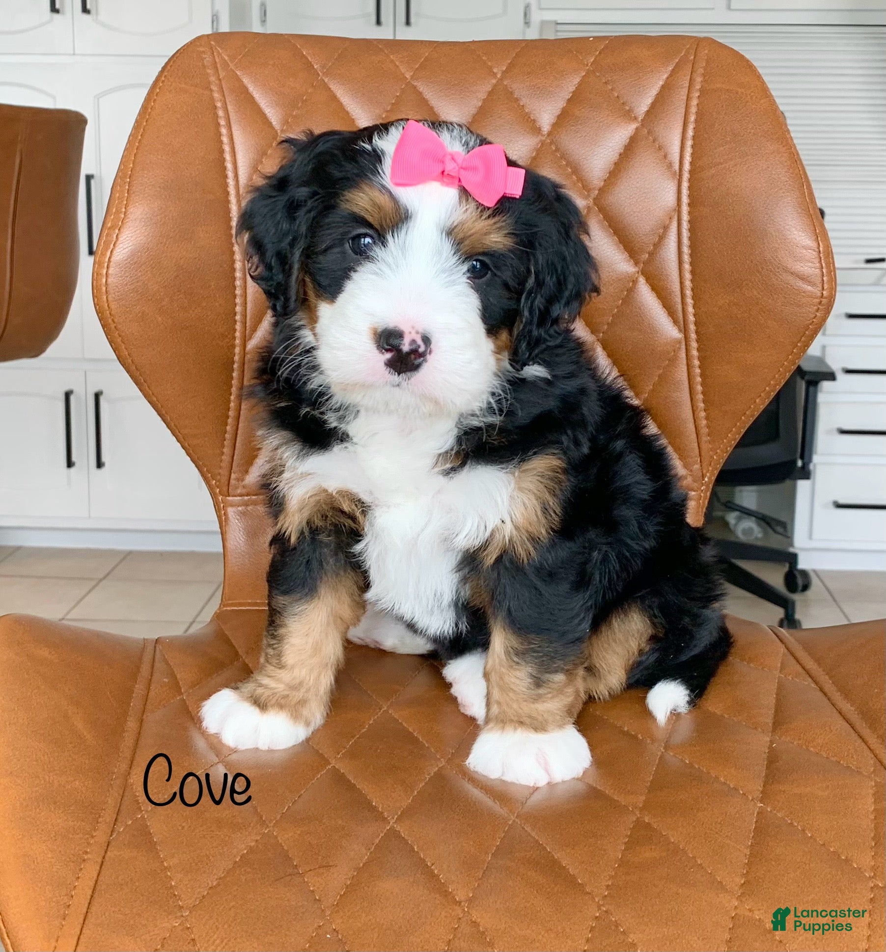 Bernedoodle dogs Cove - Ad 1