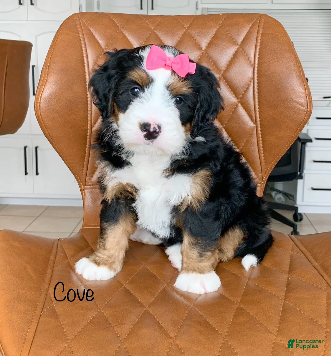 Bernedoodle dogs for sale: Cove - Ad 1
