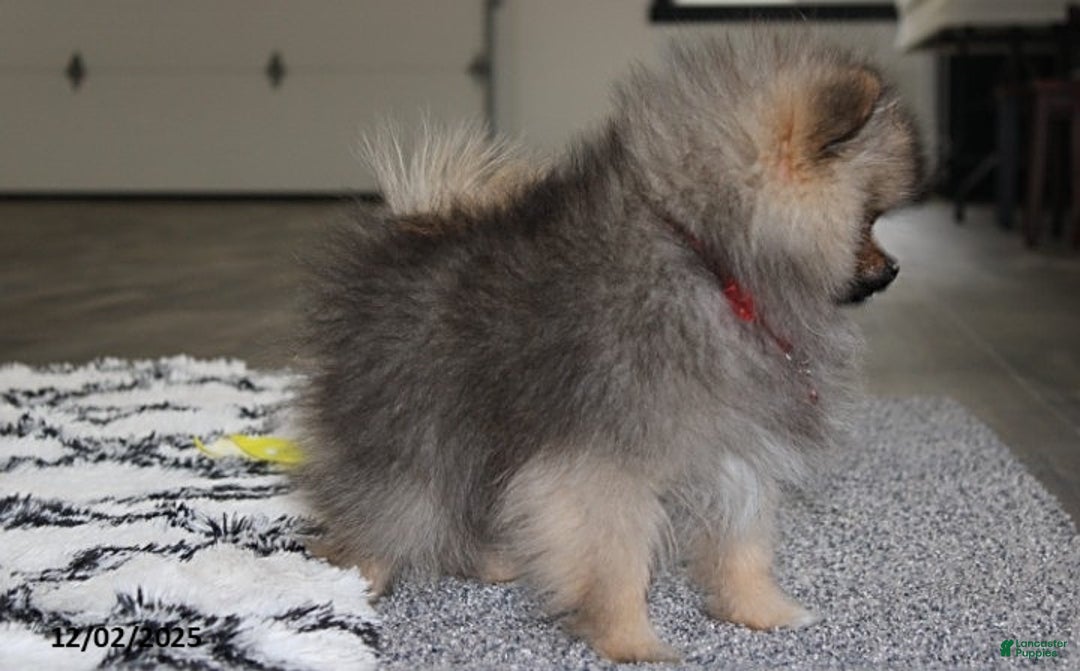 Pomeranian dogs for sale: Major - Ad 8