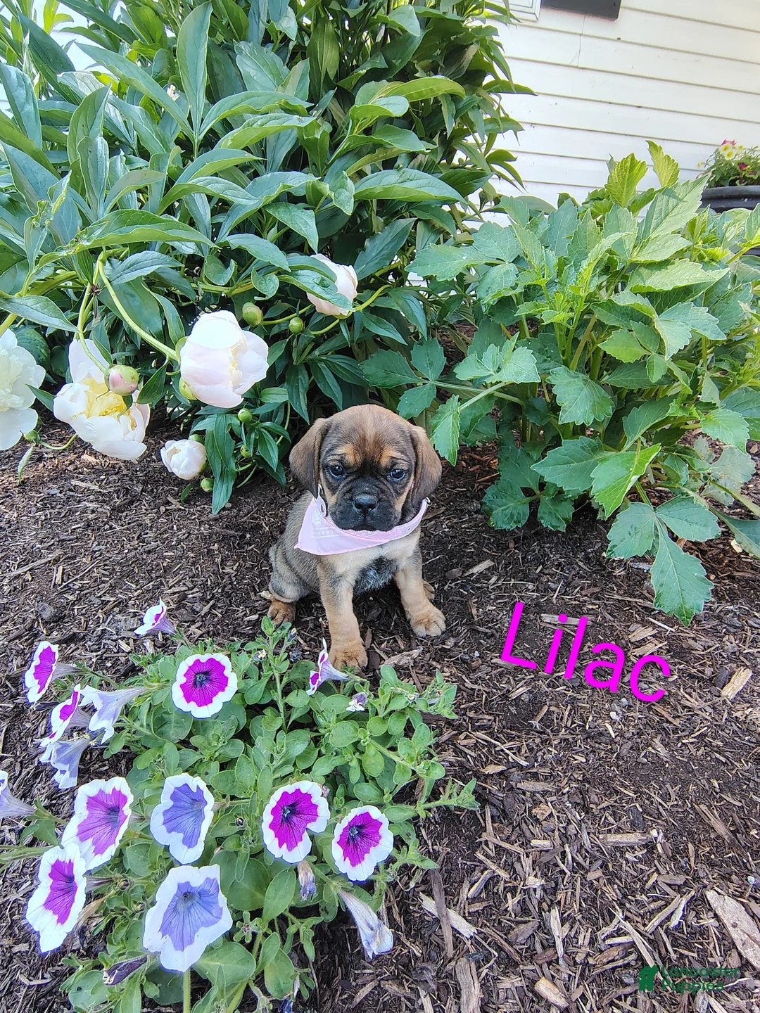 Puggle dogs for sale: lilac - Ad 1