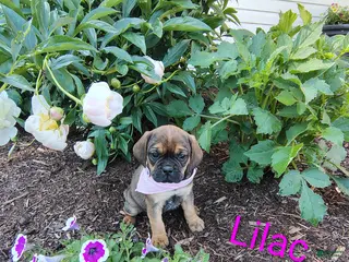 Puggle dogs for sale: lilac - Ad 2