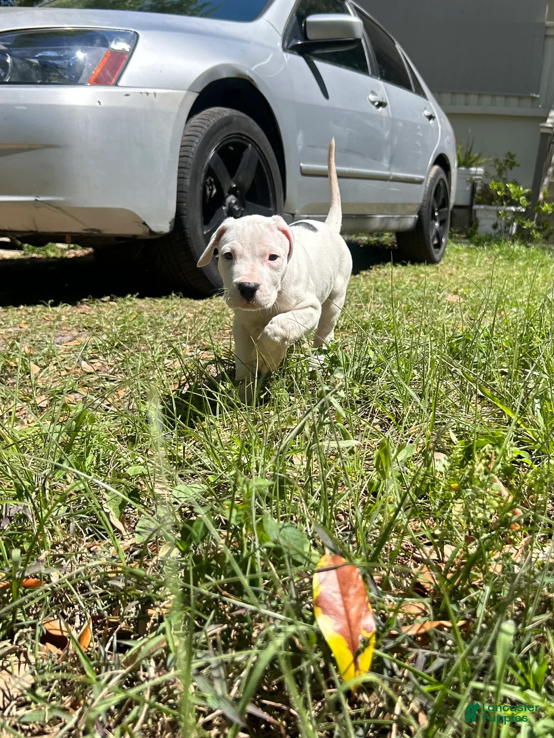 Dogo Argentino dogs for sale: Dogo Argentino Kia - Ad 2