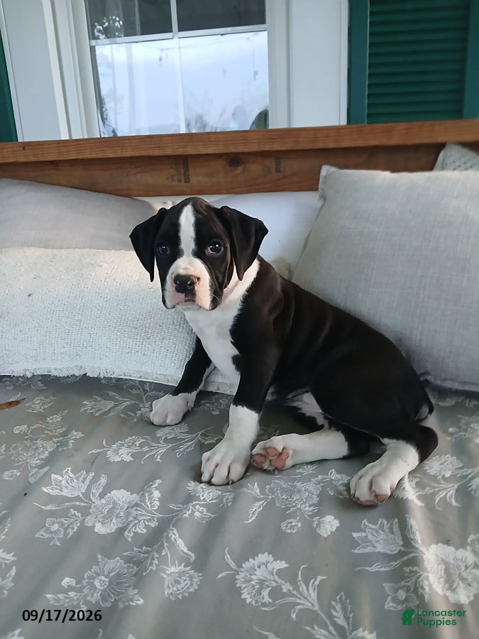 Boxer dogs Brianna - Ad 1