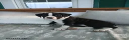 Boxer dogs for sale: Brianna - Ad 1