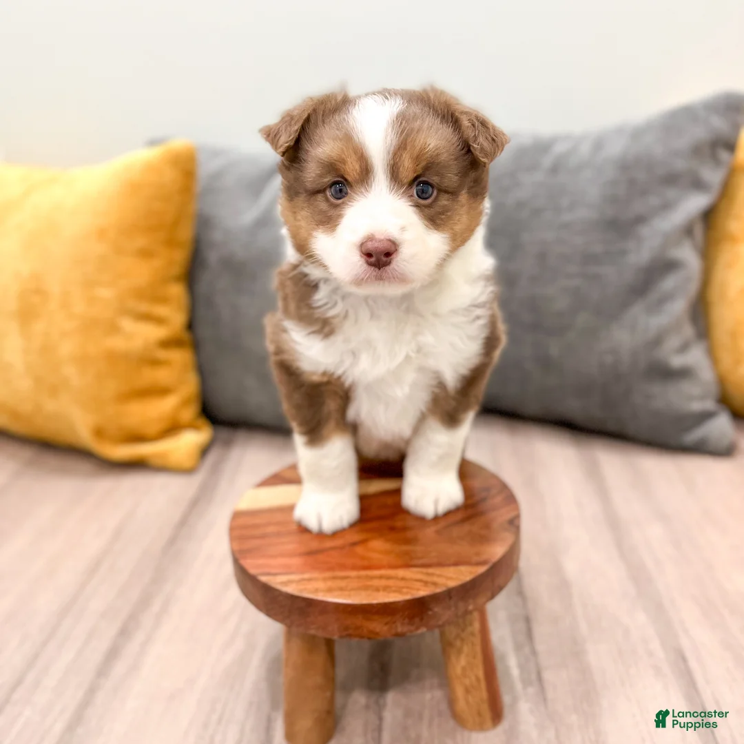 Australian Shepherd dogs for sale: Gracie - Ad 2