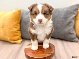 Australian Shepherd dogs for sale: Gracie - Ad 1