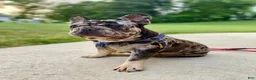 Frenchton dogs for sale: Miss Lola  - Ad 14