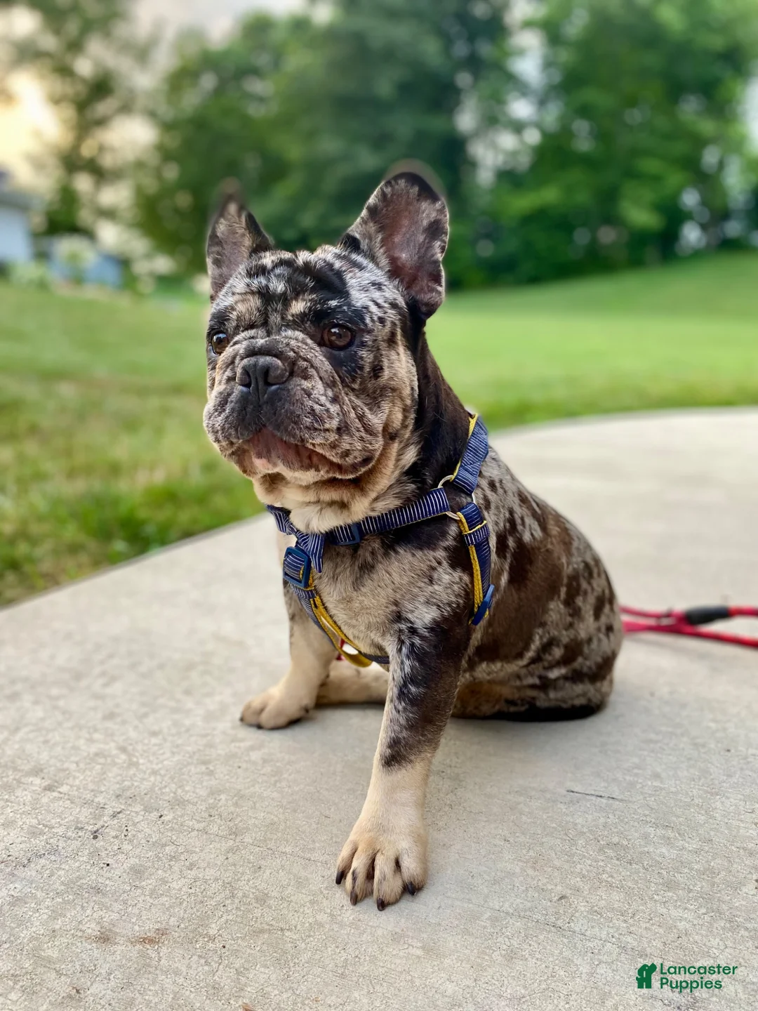 Frenchton dogs for sale: Miss Lola  - Ad 14
