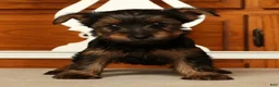 Yorkshire Terrier dogs for sale: Lily - Ad 6
