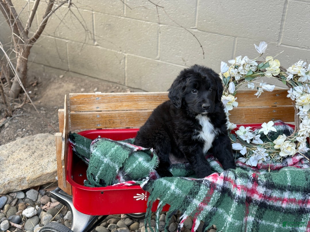 Mixed Breed dogs for sale: Ranger - Ad 5