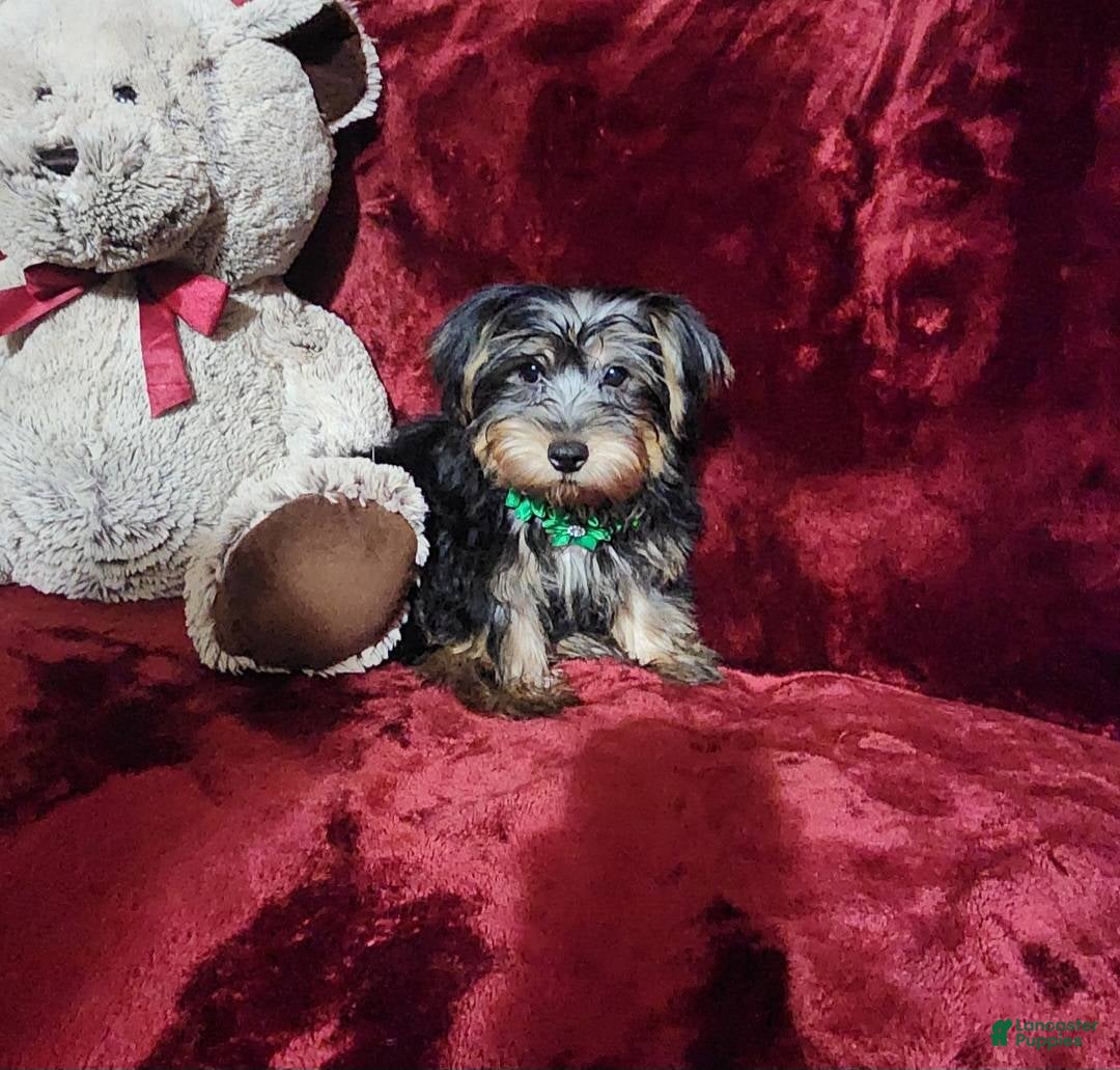 Yorkshire Terrier dogs for sale: BRODY - Ad 4
