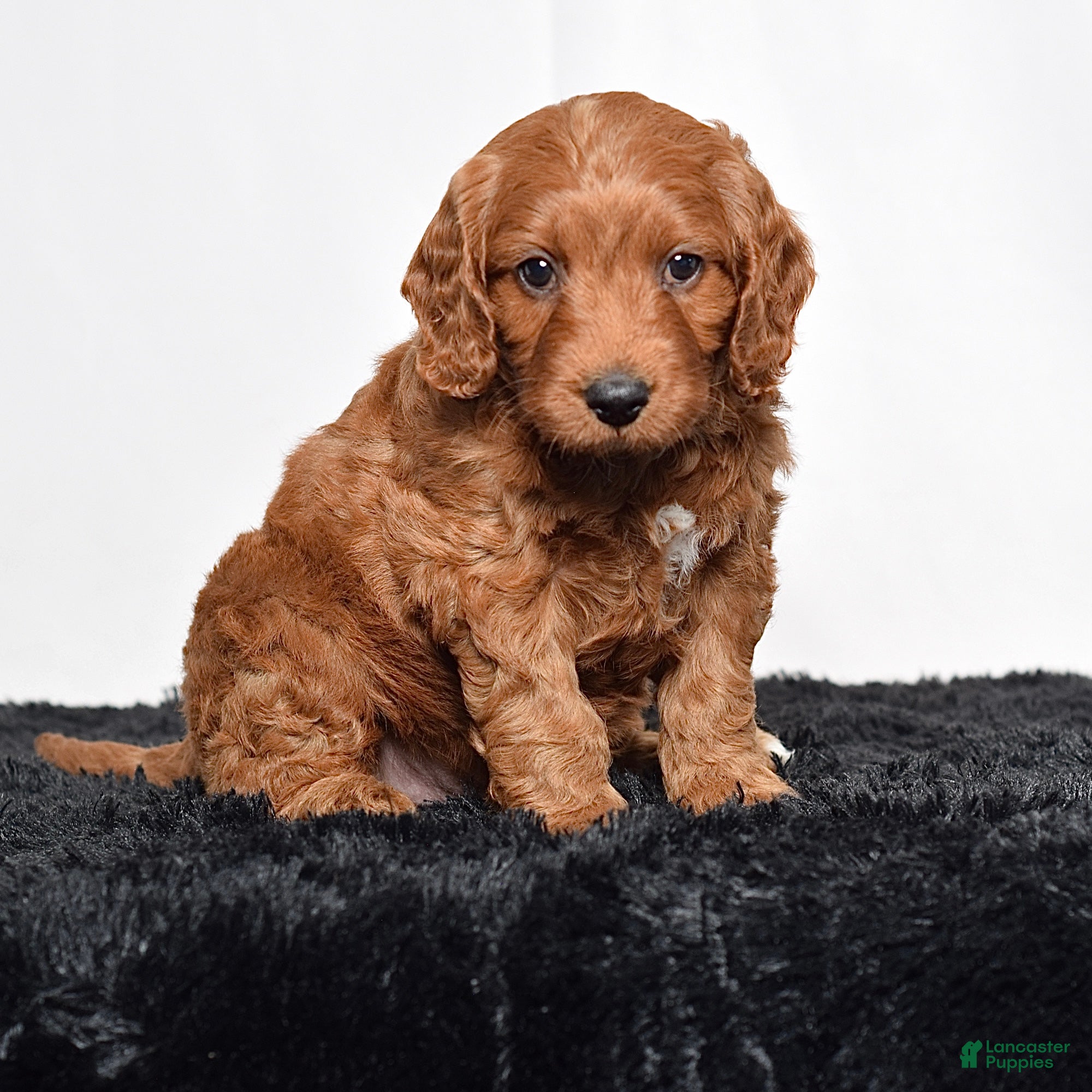 Mini Goldendoodle dogs for sale:  Marshal - Ad 4