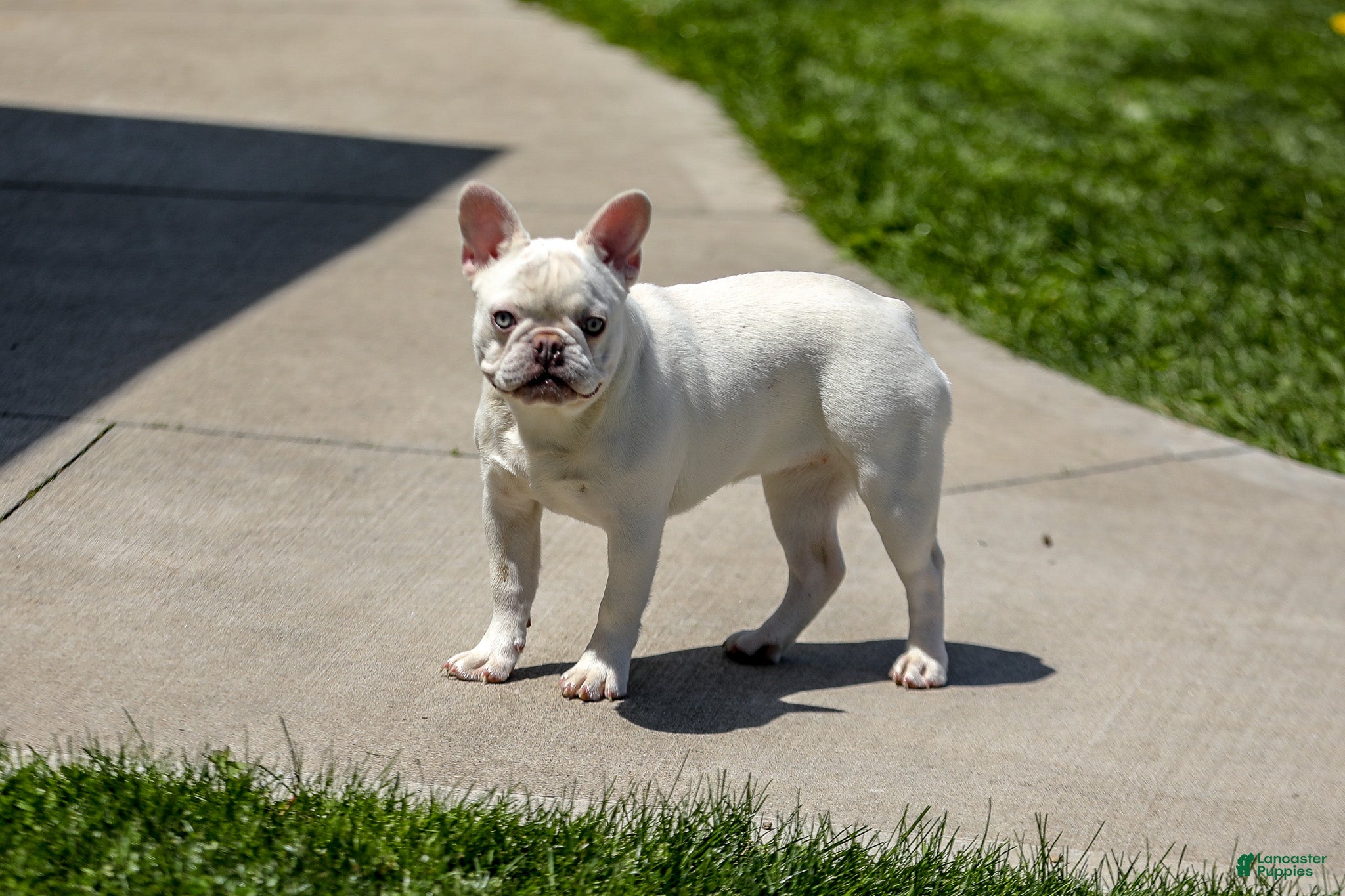French Bulldog dogs for sale: Dora - Ad 11