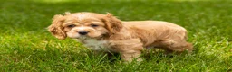 Cocker Spaniel dogs for sale: Henry  - Ad 3